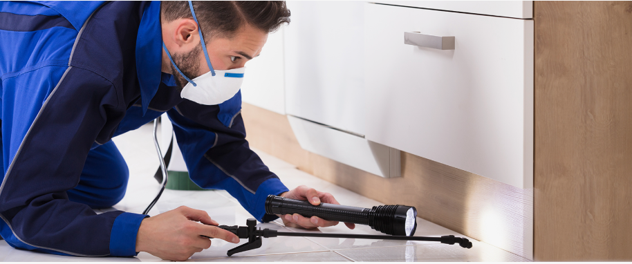 Missouri City pest xpert removal